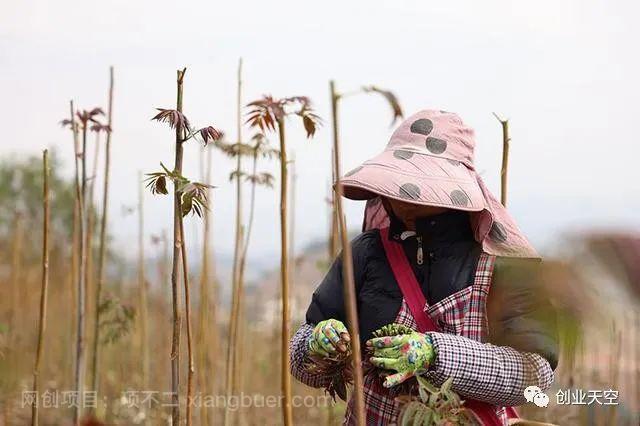 香椿又一个新型暴利农业，一周采一茬，市场价一斤90元，轻松年赚18万